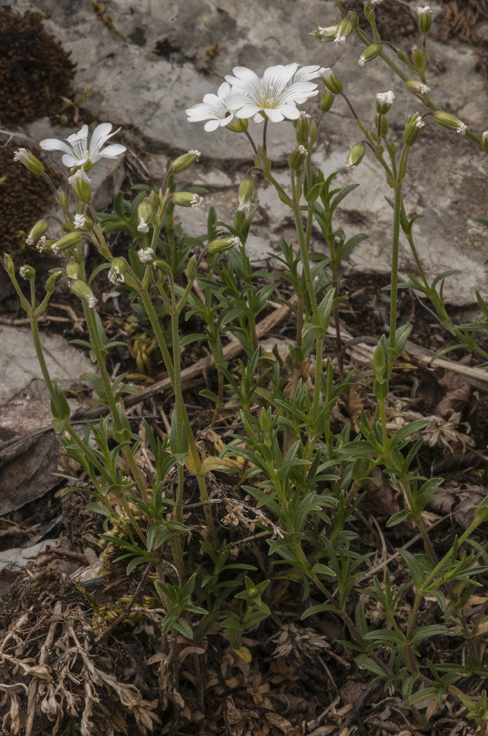 Cerastium arvense / Peverina a foglie strette
